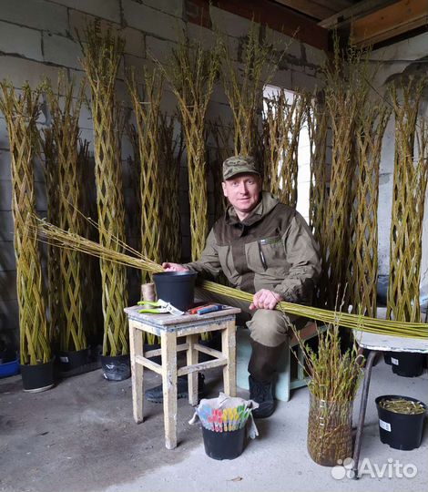Плетеные деревья из сортовой ивы