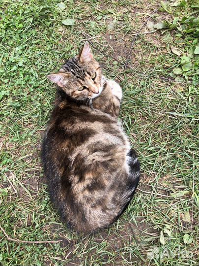 Кошка и котята в добрые руки