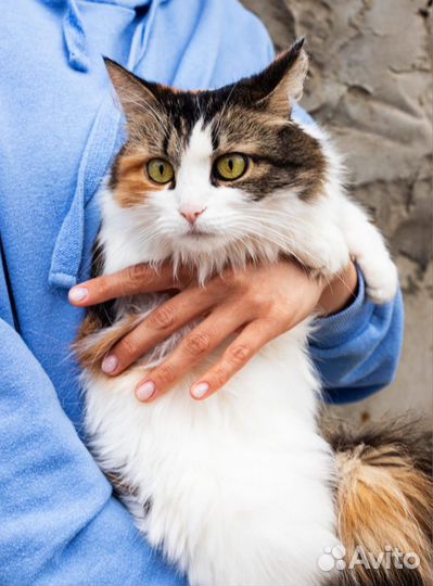 Кошечка Боня