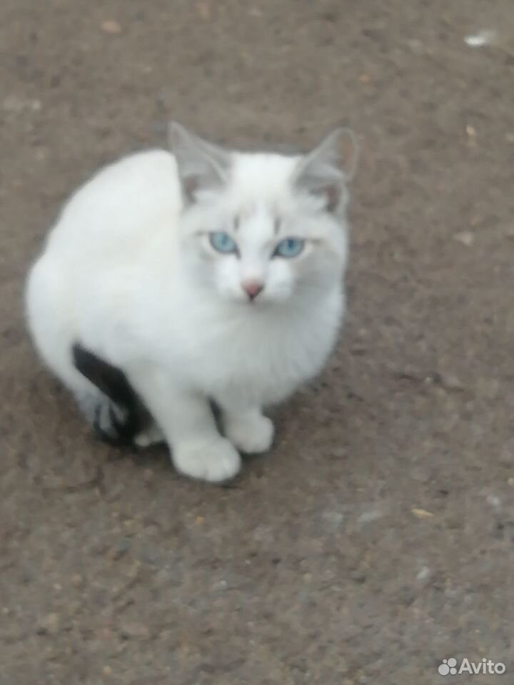 Котята