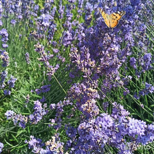 Лаванда саженцы