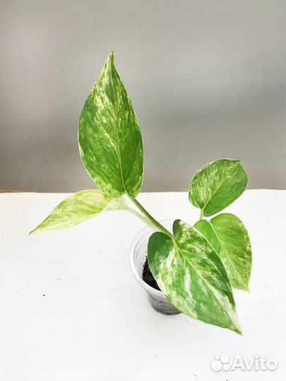 Набор комнатных растений