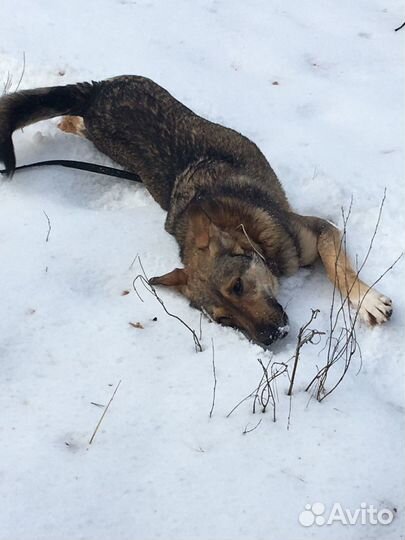 Молодой пёс