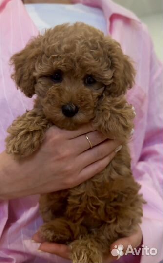 Той-пудель девочка мини