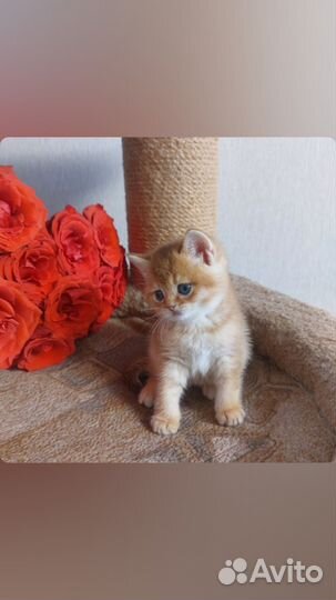 Шотландские котята