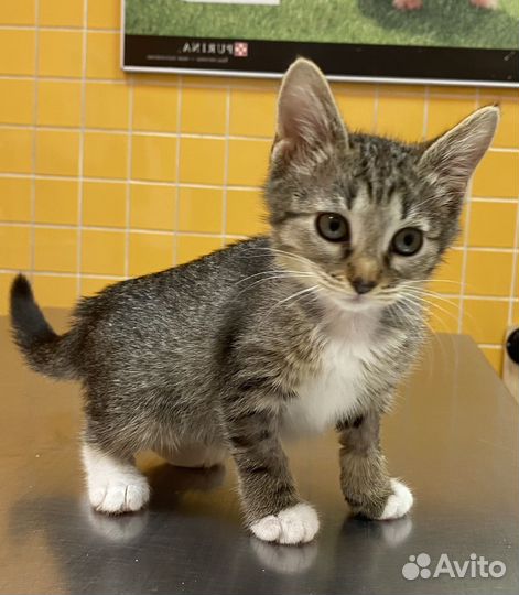 Малина, 2 месяца, в добрые руки