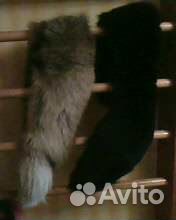 Две женских шали (воротники) из меха лисы