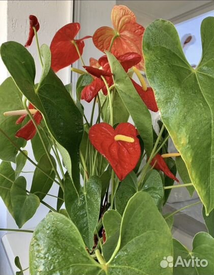 Антуриум Дакота(старый сорт)