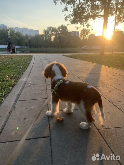 Кавалер кинг чарльз спаниель щенок мальчик