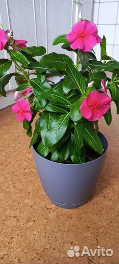 Комнатные цветы