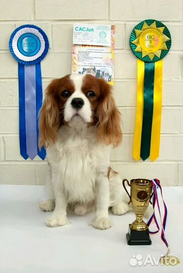 Кавалер Кинг Чарльз Спаниель вязка