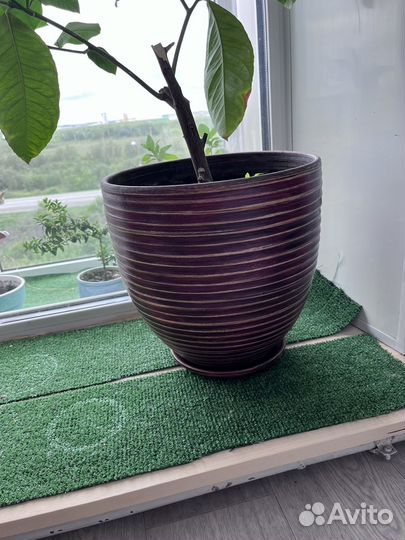 Лимонное дерево