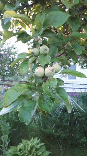 Дача 50 м² на участке 7,8 сот.