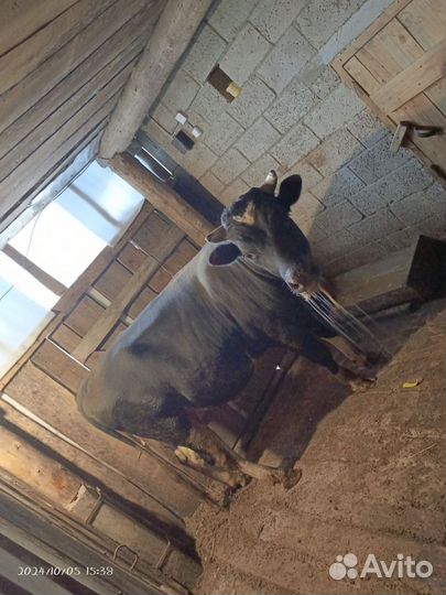 Бык живым весом