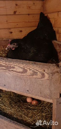 Петушки мараны, мини-мясные, кучинские. Гуси