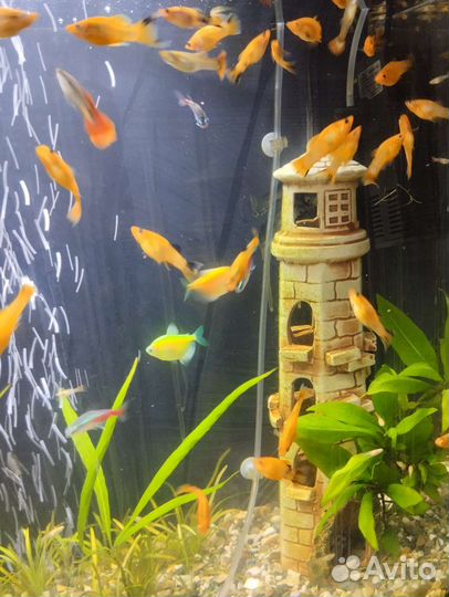 Моллинезии