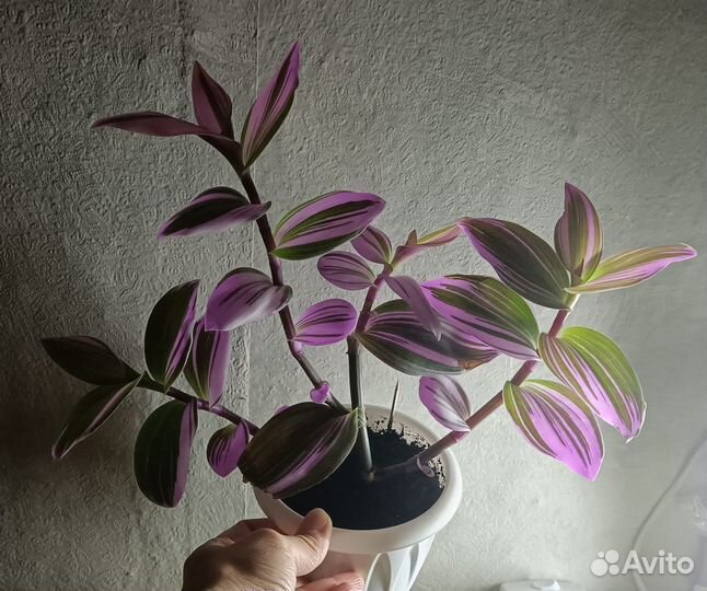 Традесканция нанук