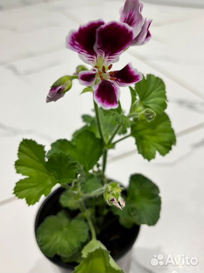 Пеларгония герань