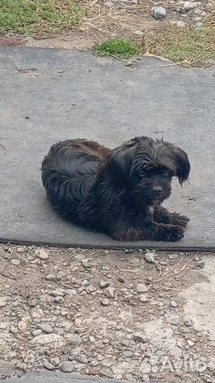 Маленький песик ищет дом