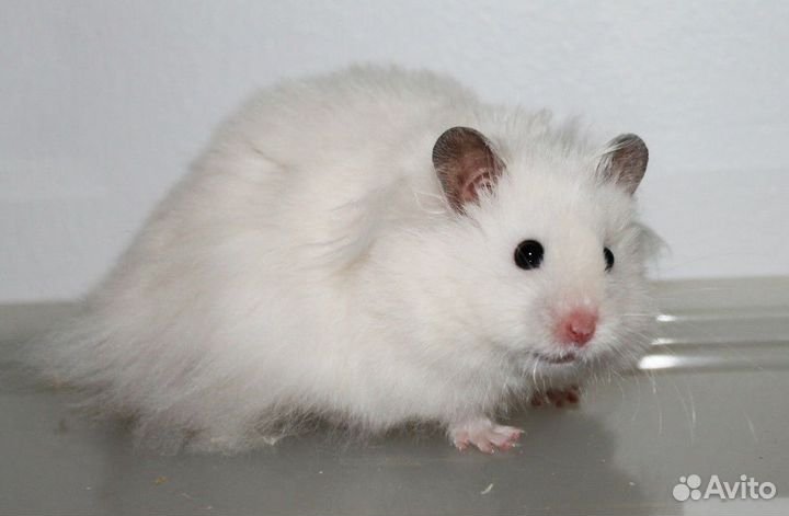 Хомяк Сирийский белый