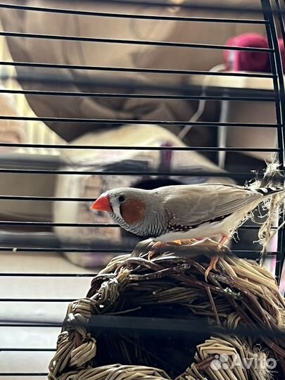 Зебровые амадины с клеткой