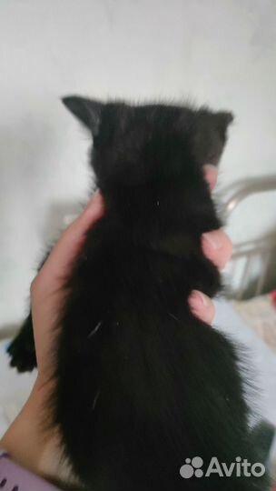 Черный котенок мальчик 1 месяц