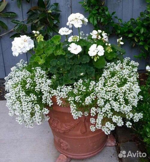 Алиссум вегетативный сноу принцесс