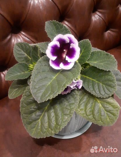 Продаю глоксинию