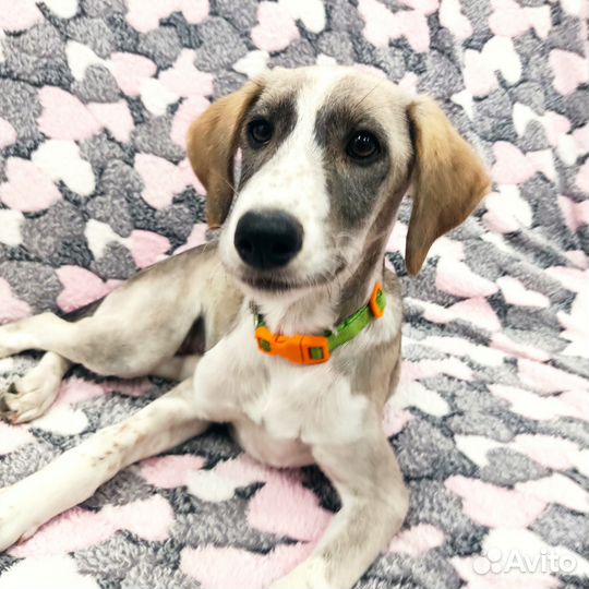 Щенок 4 мес, от миниатюрной собачки