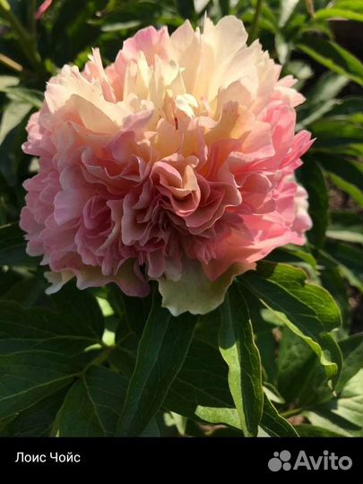 Пионы саженцы корни