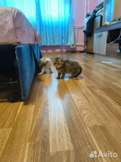 Британские котята