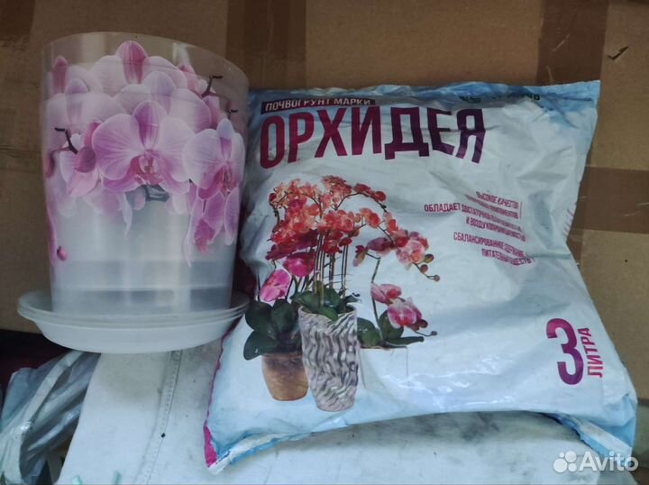 Комнатные цветы