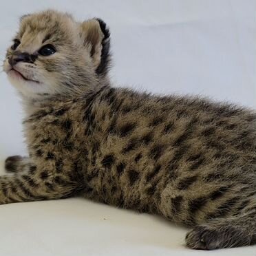 Саванна котёнок