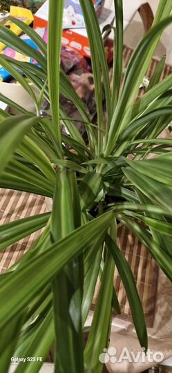 Хлорофитум