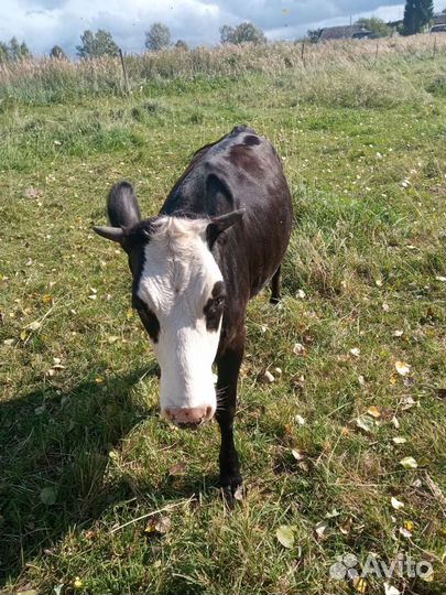 Корова тëлки бычок