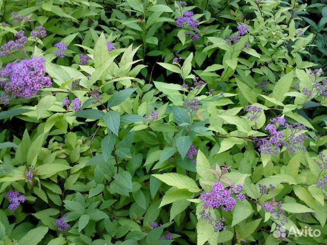 Пузыреплодник и спирея