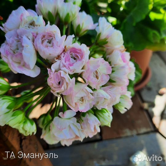 Пеларгонии сортовые