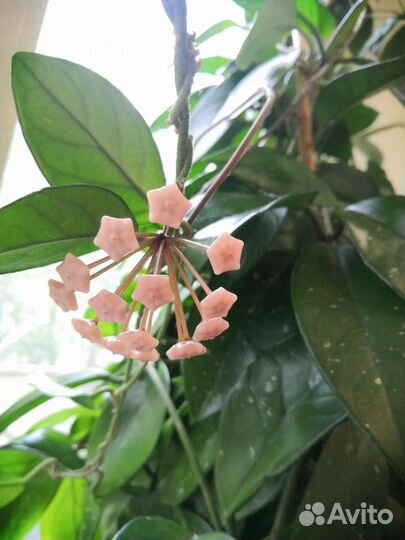 Хойя карноза