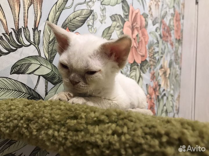 Котенок девон-рекс