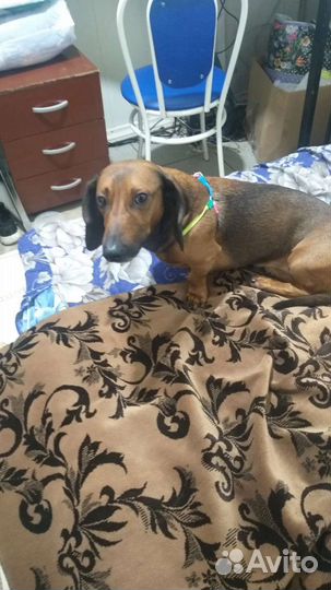 Собака в добрые руки отдам бесплатно