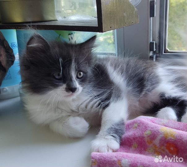 Котята в добрые руки бесплатно