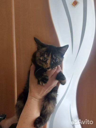 Очень ласковая кошечка