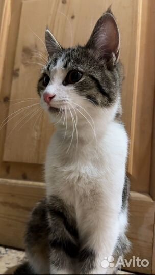 Котята в хорошие руки