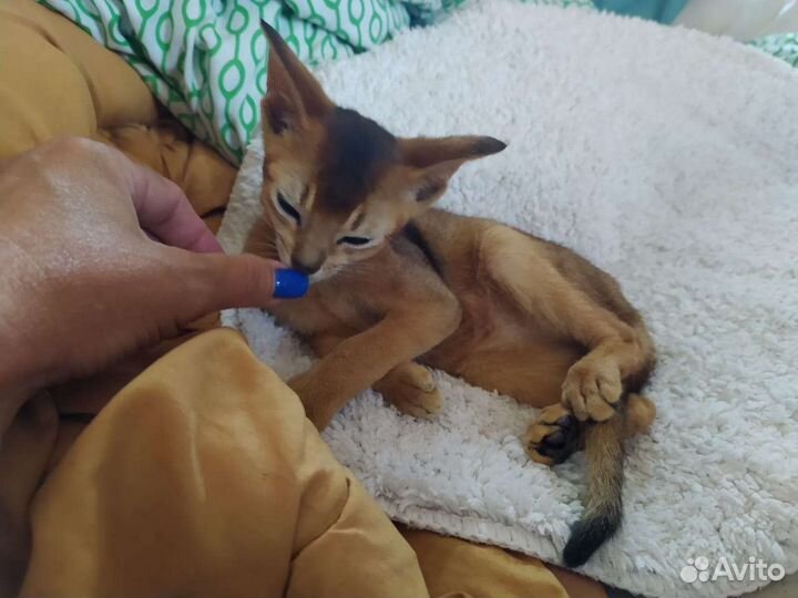 Абиссинские котята