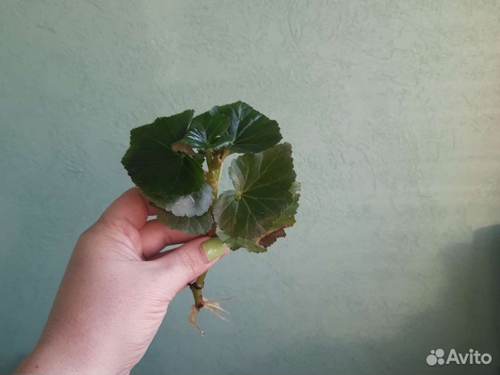 Бегония элатиор