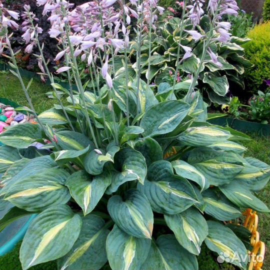 Коллекионные сорта королевы тени