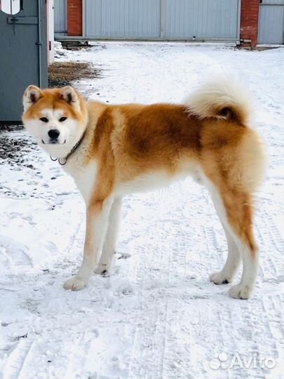 Акита ину вязка