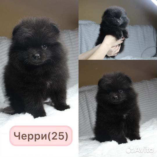 Мини Померанцы в Казани