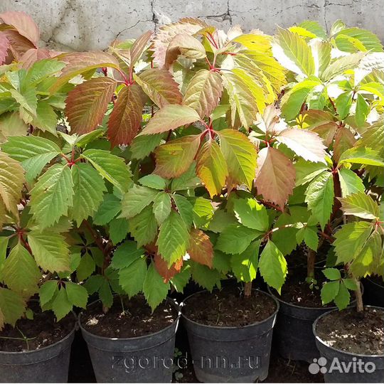 Девичий виноград