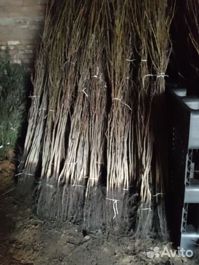 Грецкий орех саженцы